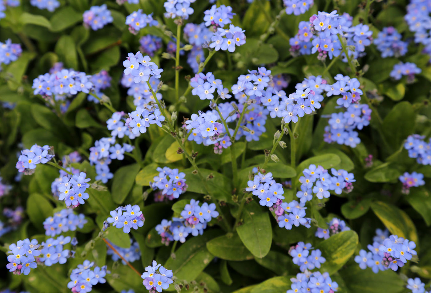 Изображение особи род Myosotis.