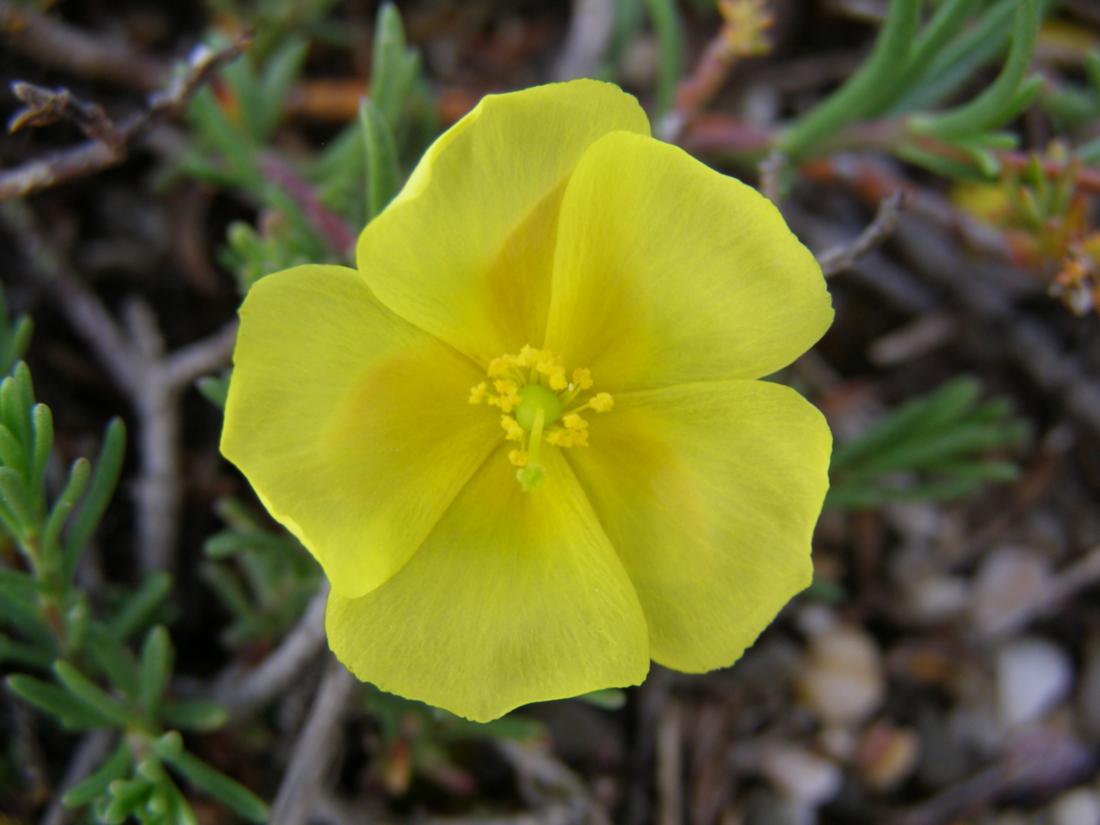 Image of Fumana procumbens specimen.