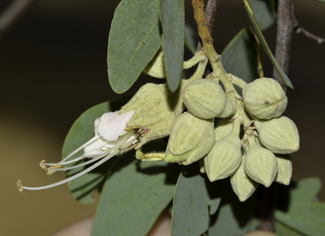 Изображение особи Lysiphyllum gilvum.