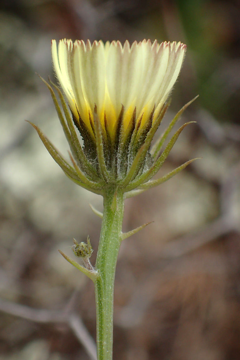 Image of Tolpis barbata specimen.