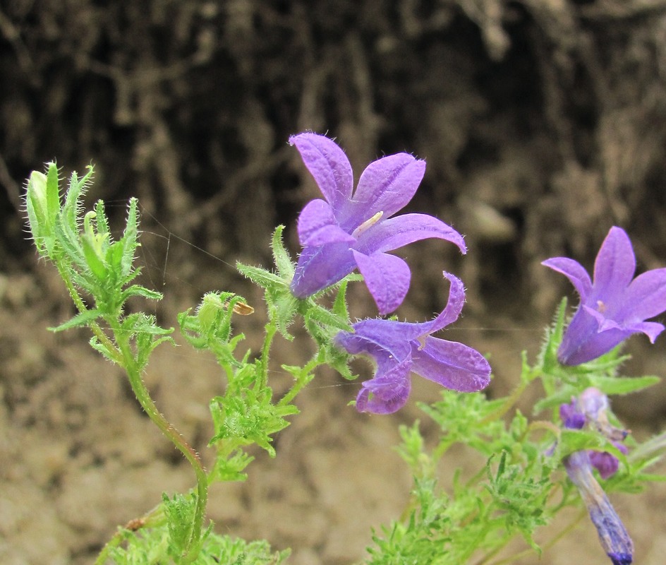 Image of genus Campanula specimen.