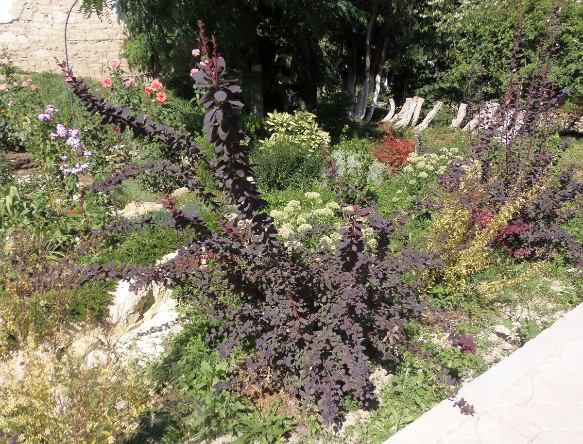 Image of Berberis vulgaris f. atropurpurea specimen.