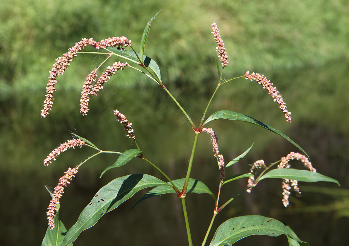 Изображение особи род Persicaria.