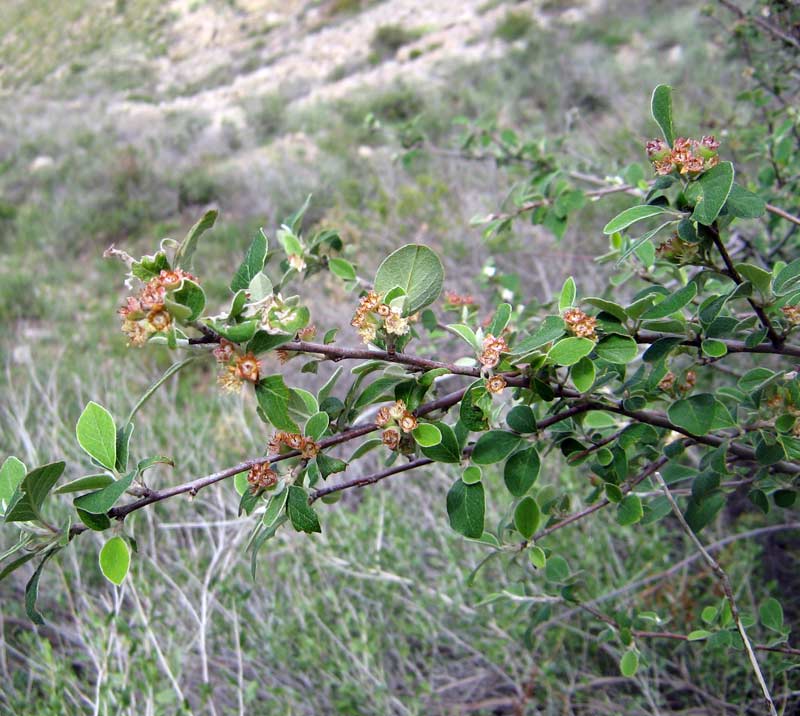 Image of genus Cotoneaster specimen.