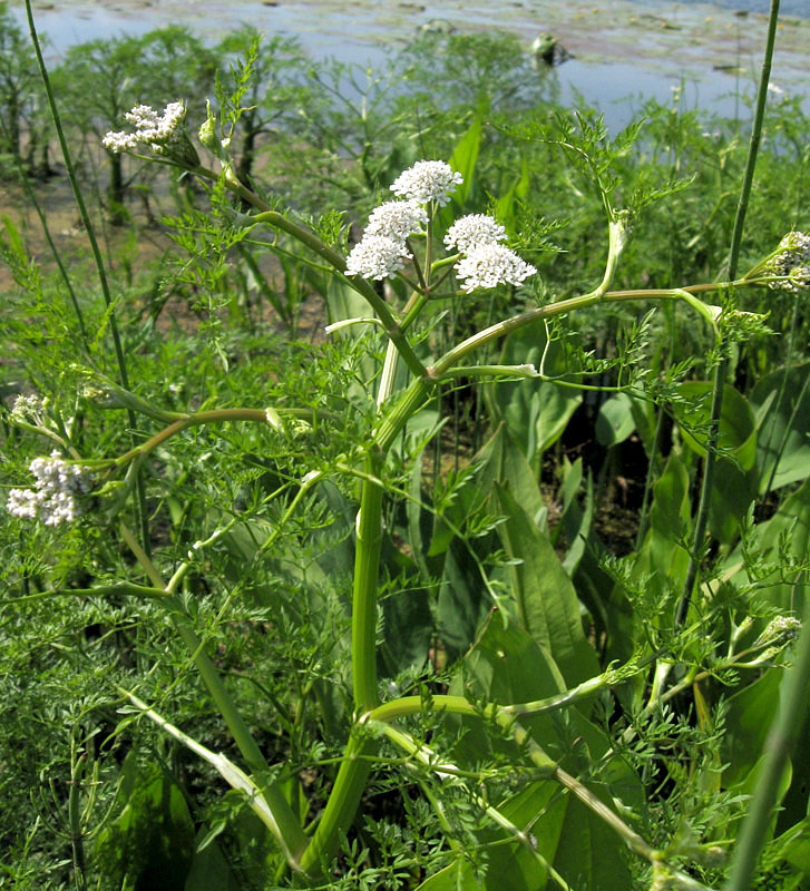 Image of Oenanthe aquatica specimen.