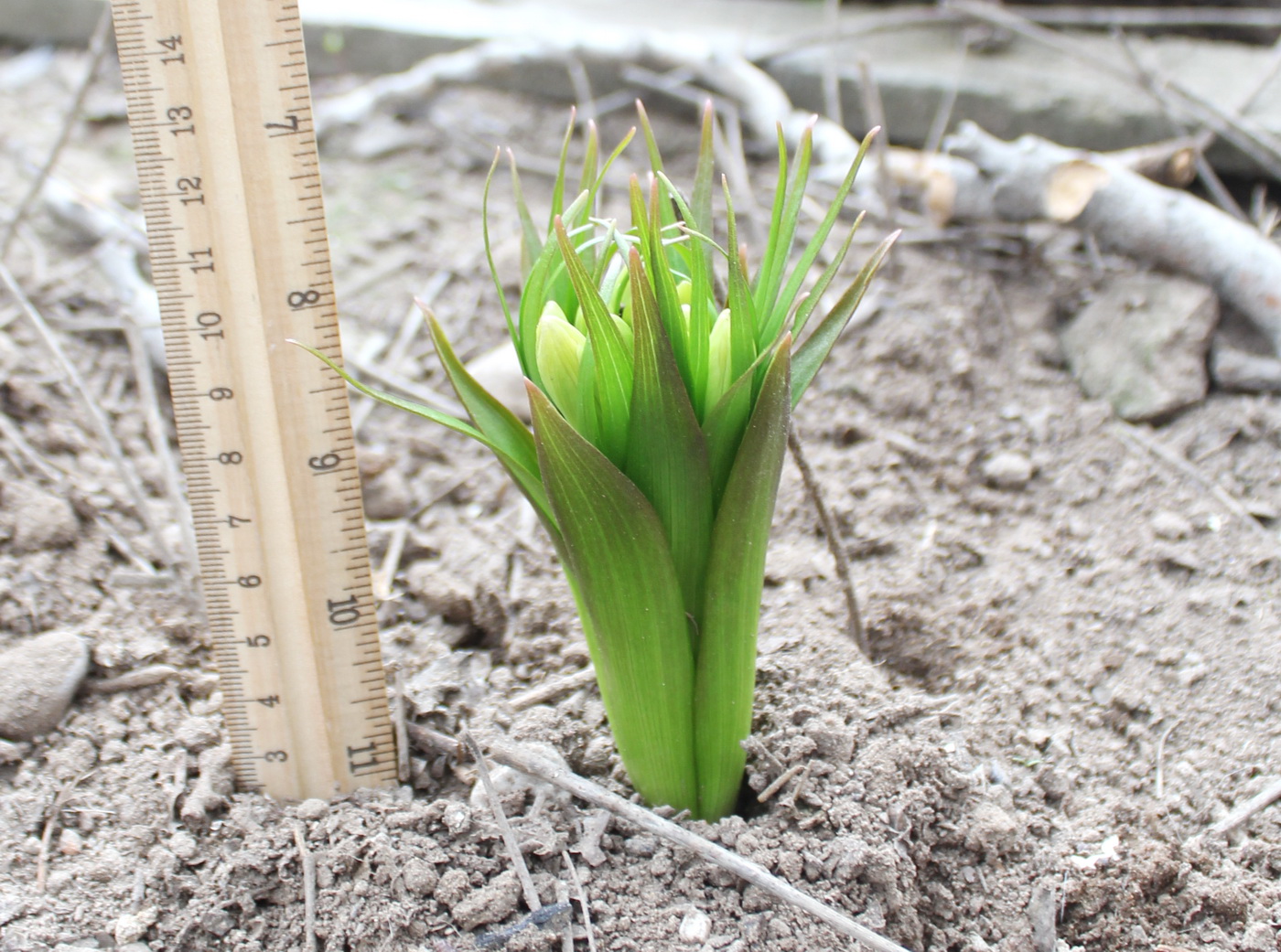 Image of Fritillaria raddeana specimen.