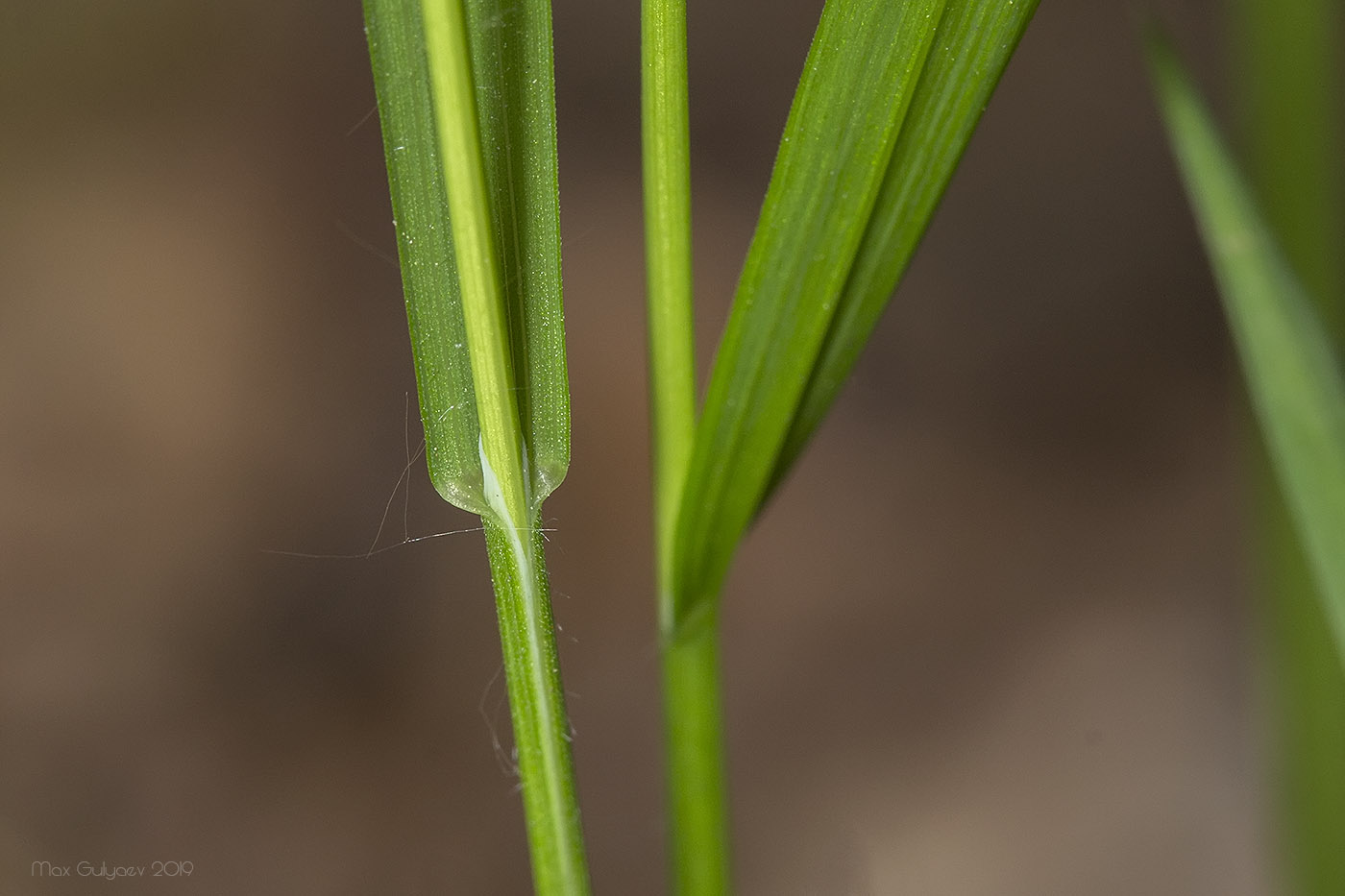 Image of Melica picta specimen.