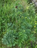 genus Heracleum