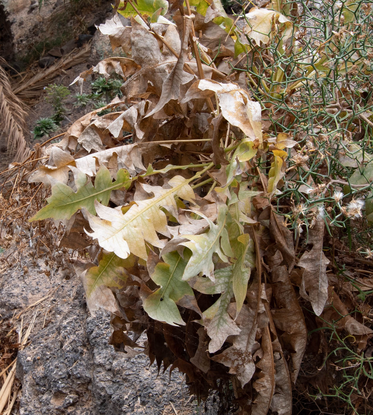 Image of Sonchus pinnatifidus specimen.