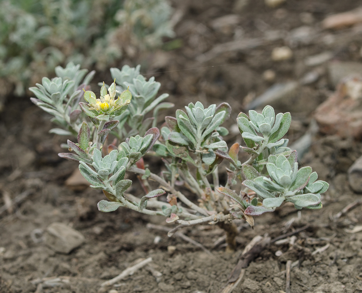 Image of Odontarrhena obovata specimen.