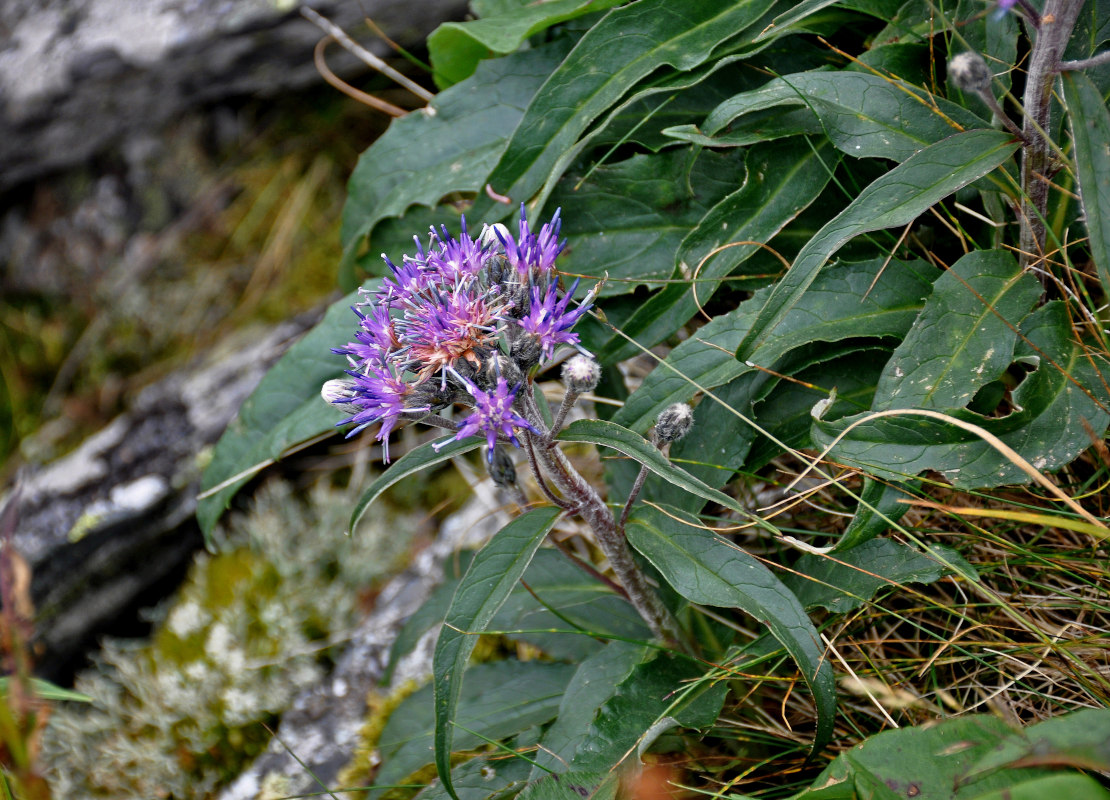 Image of Saussurea igoschinae specimen.