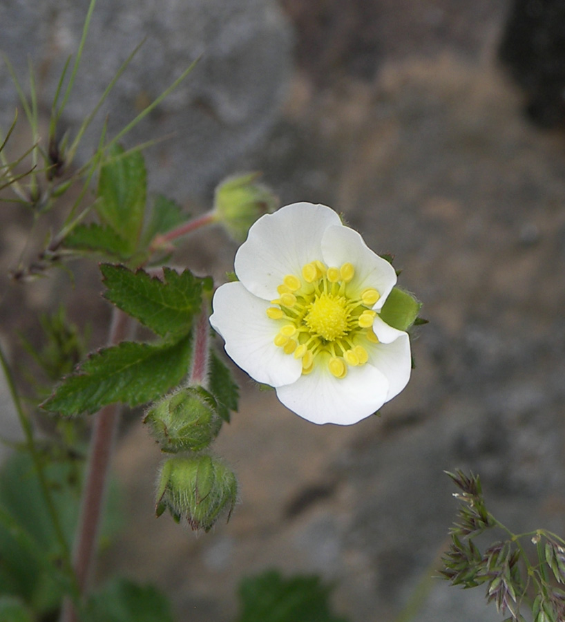 Изображение особи Potentilla foliosa.