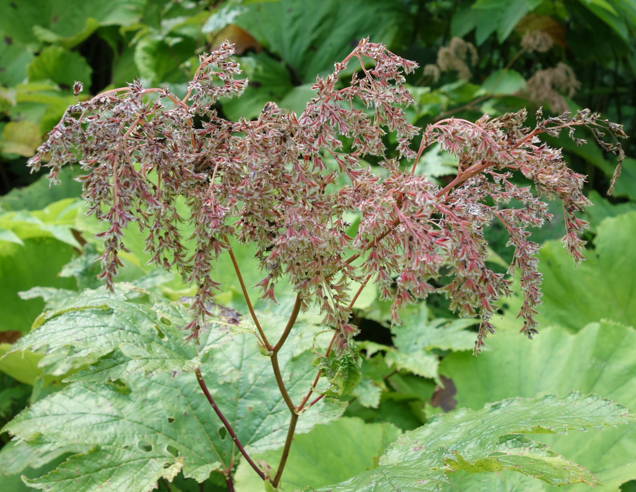 Image of Filipendula camtschatica specimen.