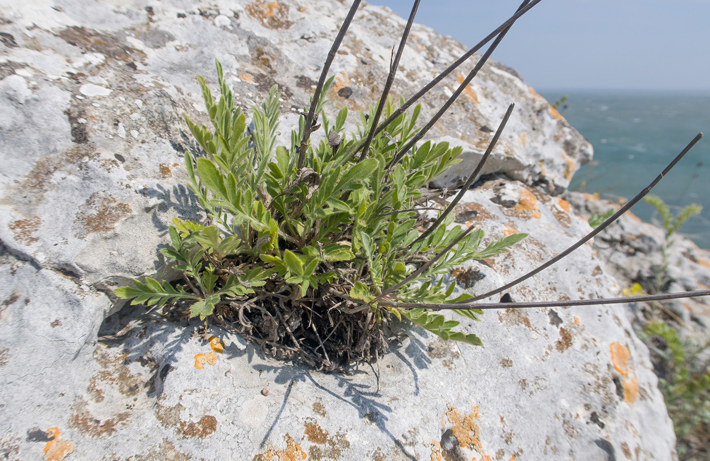 Изображение особи Cephalaria uralensis.