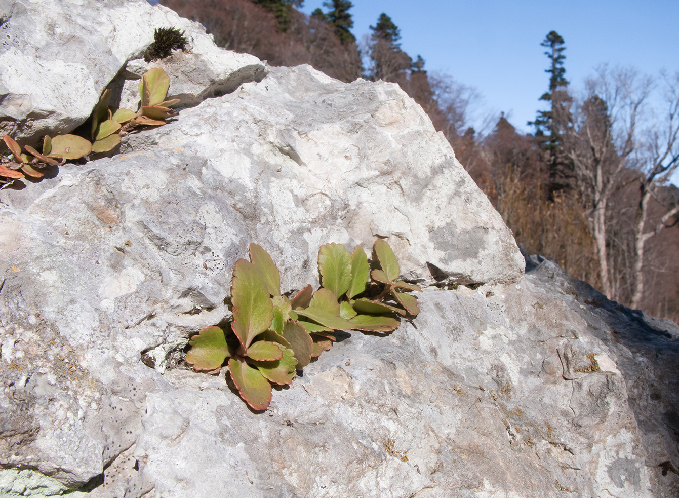 Image of Chiastophyllum oppositifolium specimen.