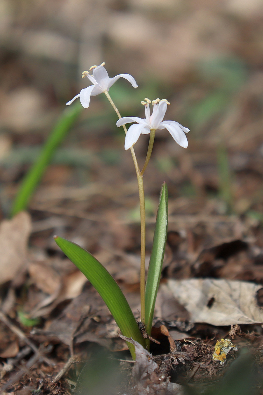 Image of Scilla bifolia specimen.