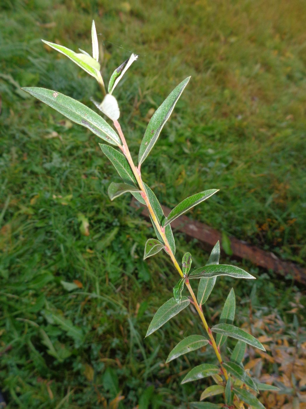 Изображение особи Salix rosmarinifolia.