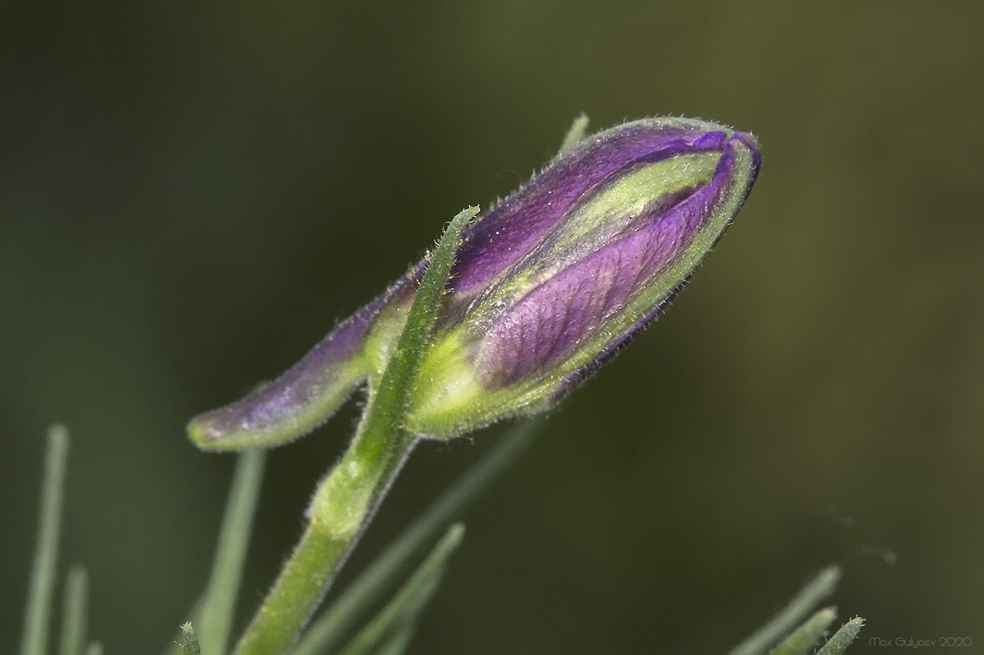 Image of Delphinium hispanicum specimen.