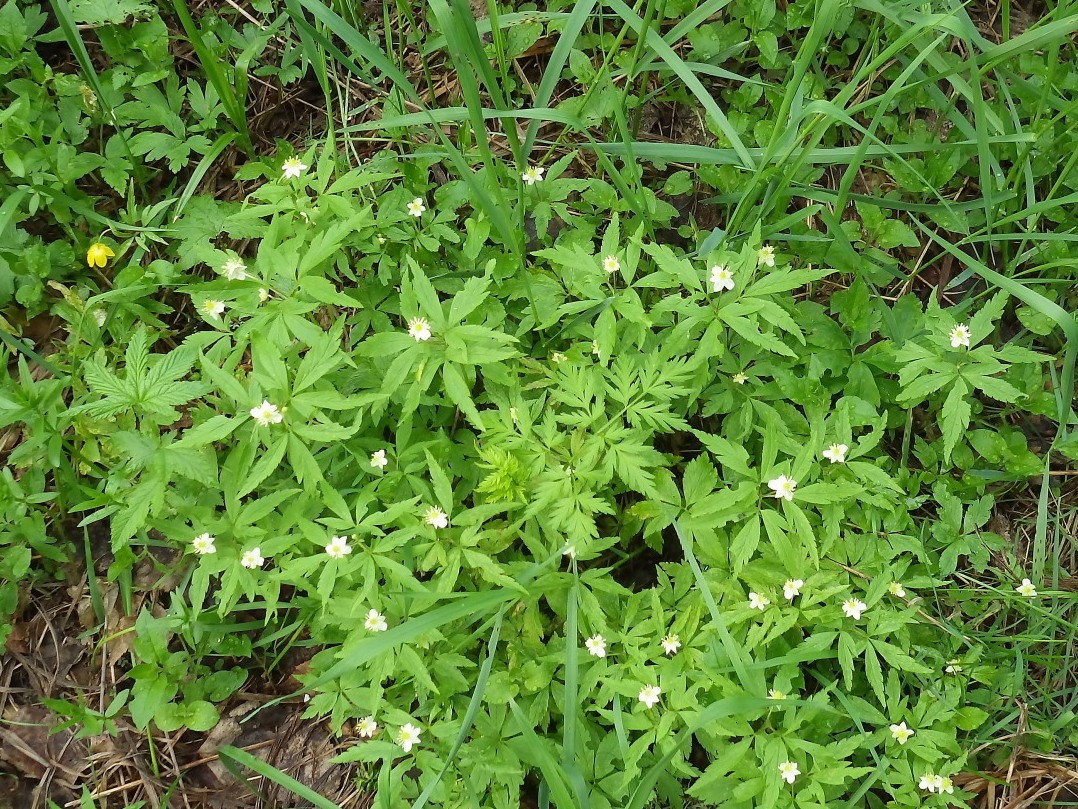 Изображение особи Anemone osinovskiensis.