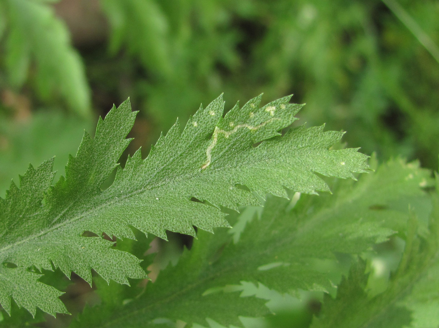 Image of Tanacetum vulgare specimen.