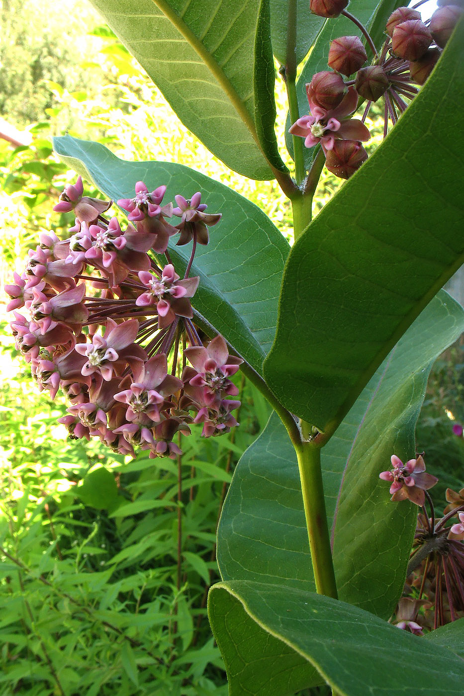 Изображение особи Asclepias syriaca.