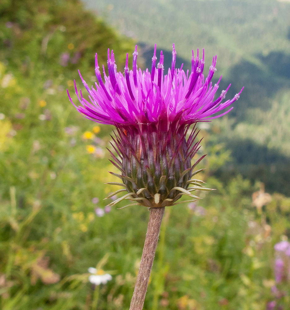 Image of Carduus adpressus specimen.