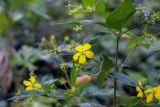 Lysimachia ciliata. Верхушка цветущего растения. Санкт-Петербург, Ботанический сад БИН РАН, в культуре. 10.09.2020.