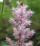 Astilbe chinensis. Верхушка соцветия. Приморский край, Ольгинский р-н, окр. с. Милоградово. 12.08.2009.