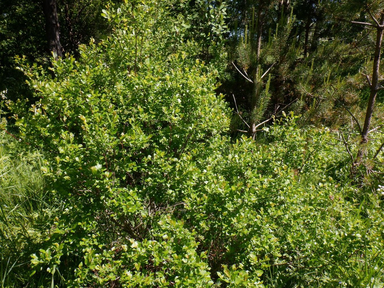 Изображение особи Salix starkeana.