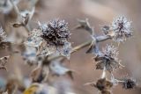 Eryngium maritimum