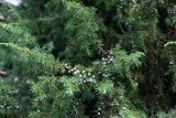 Juniperus communis. Ветвь с незрелыми шишкоягодами. Тульская обл., пос. Дубна, дачный участок, в культуре. 28.07.2016.