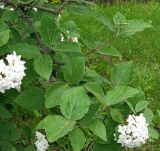 Viburnum carlesii