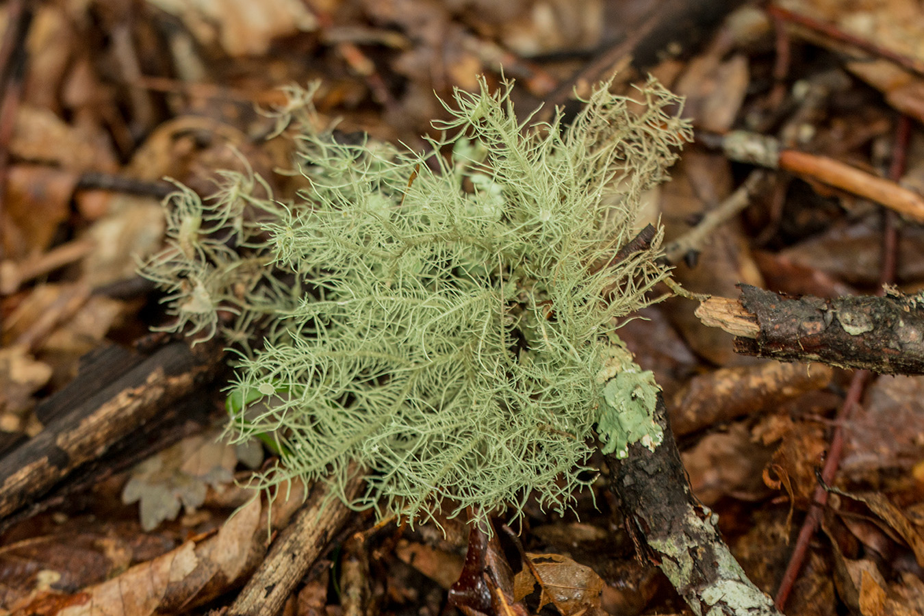 Image of Usnea florida specimen.