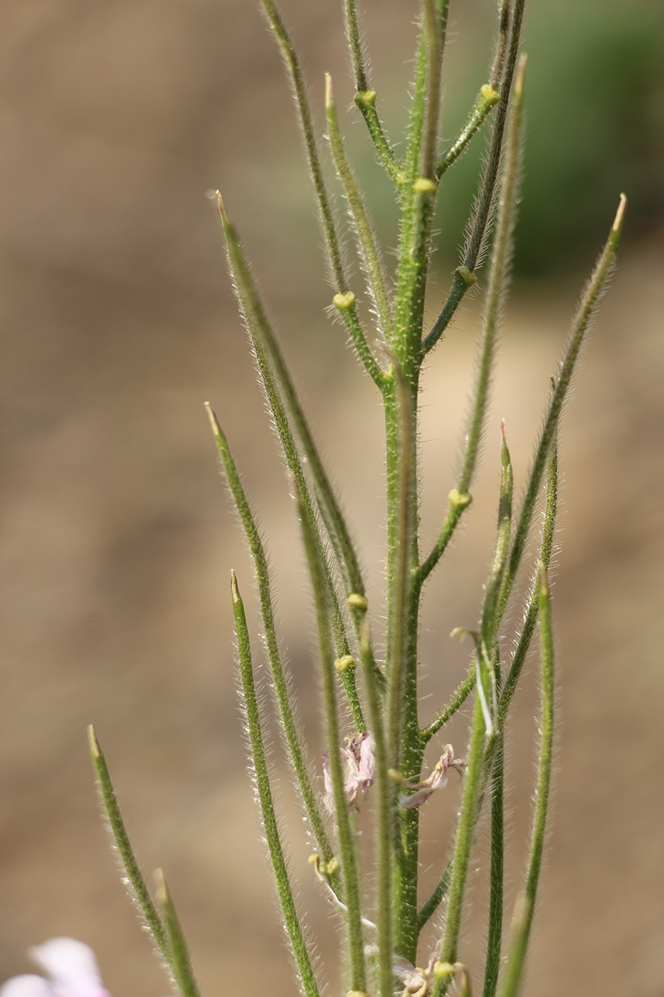 Image of Parrya mollissima specimen.