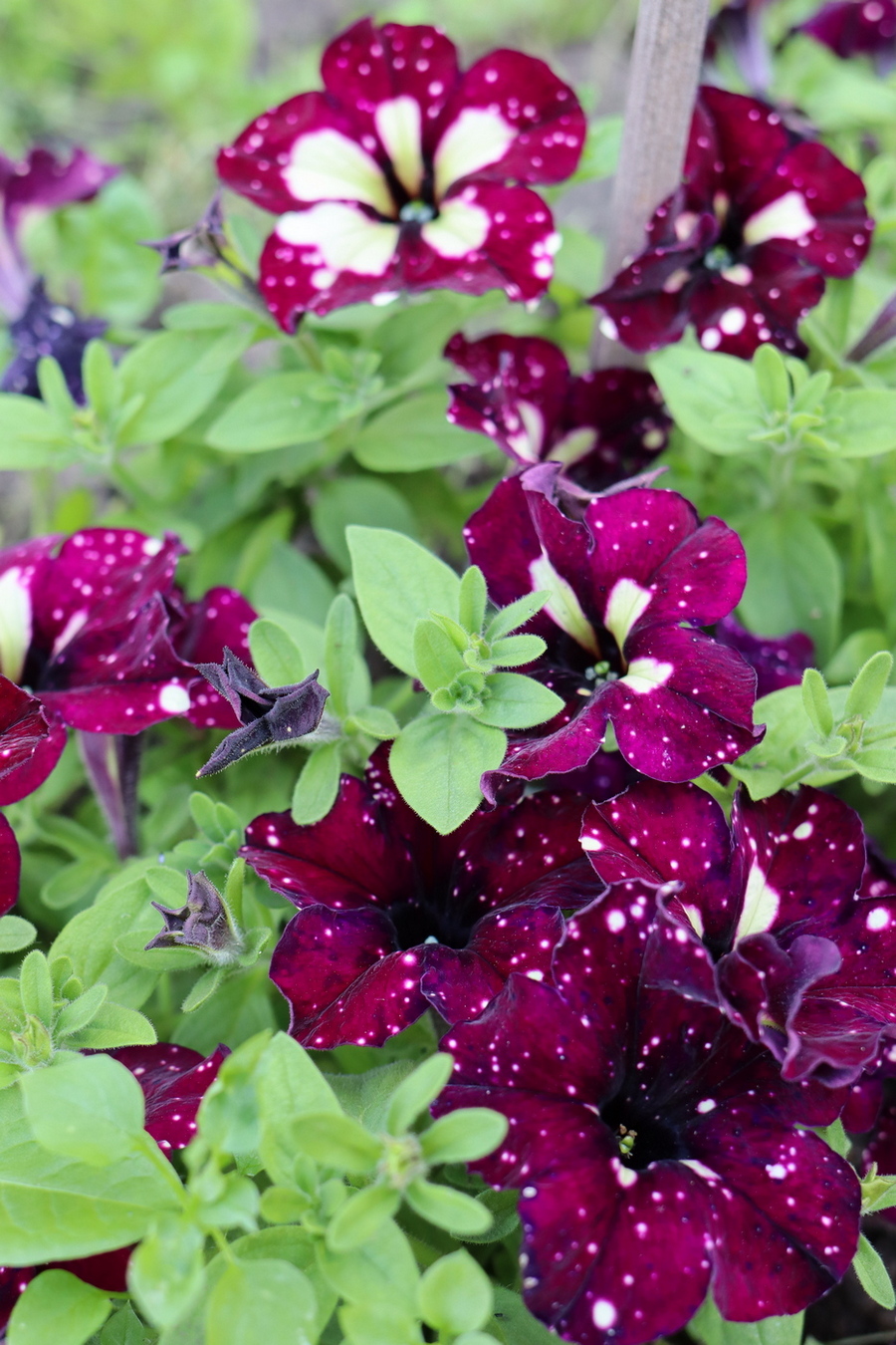 Image of Petunia &times; hybrida specimen.