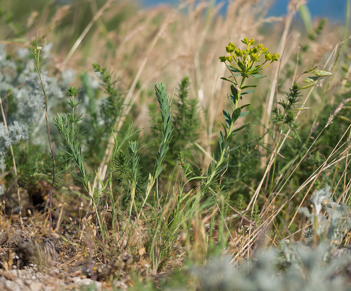 Image of Euphorbia seguieriana specimen.