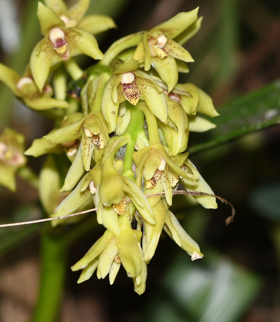 Image of familia Orchidaceae specimen.