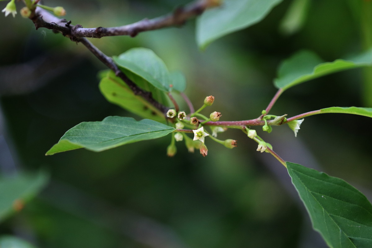 Изображение особи Frangula alnus.