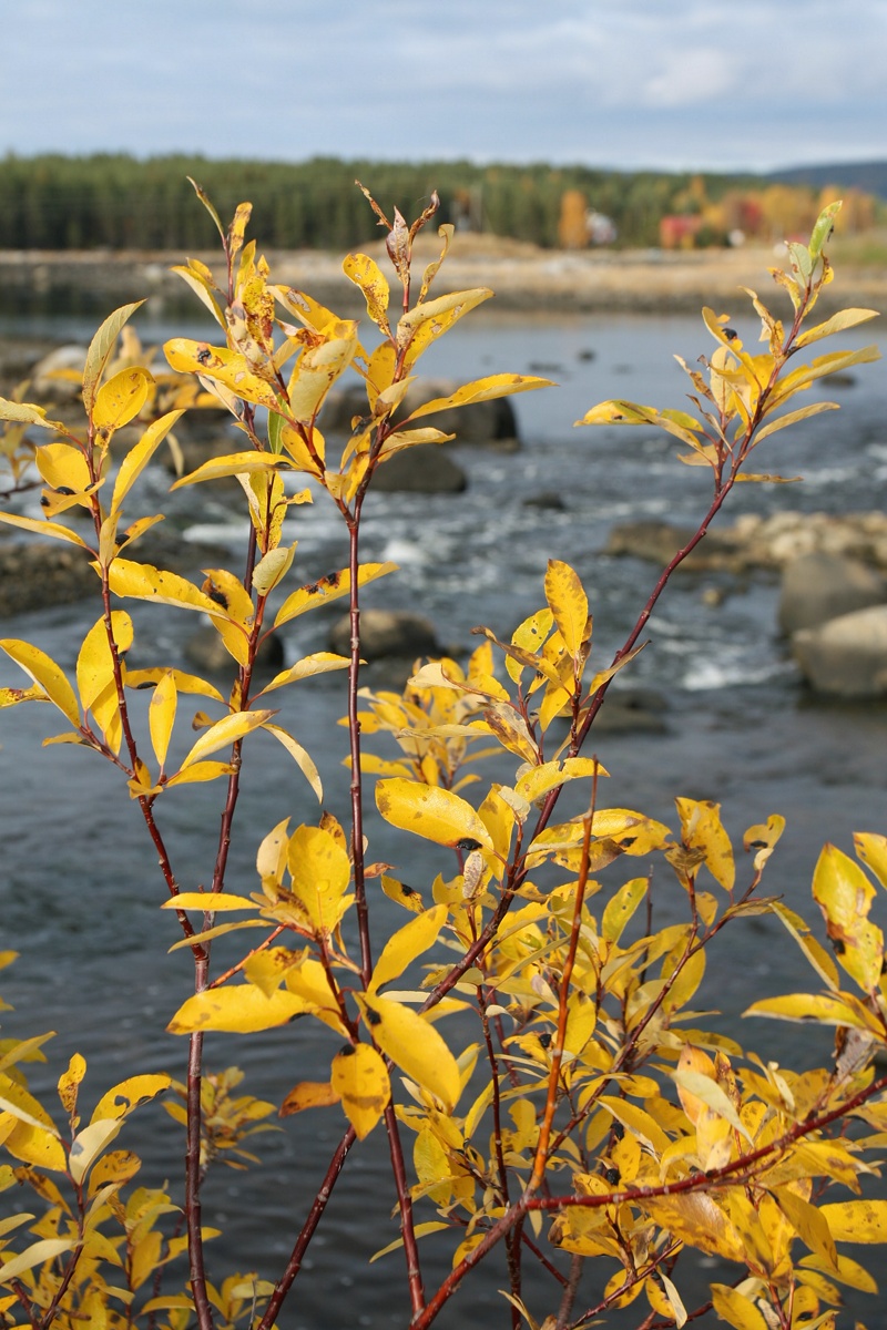 Image of Salix phylicifolia specimen.