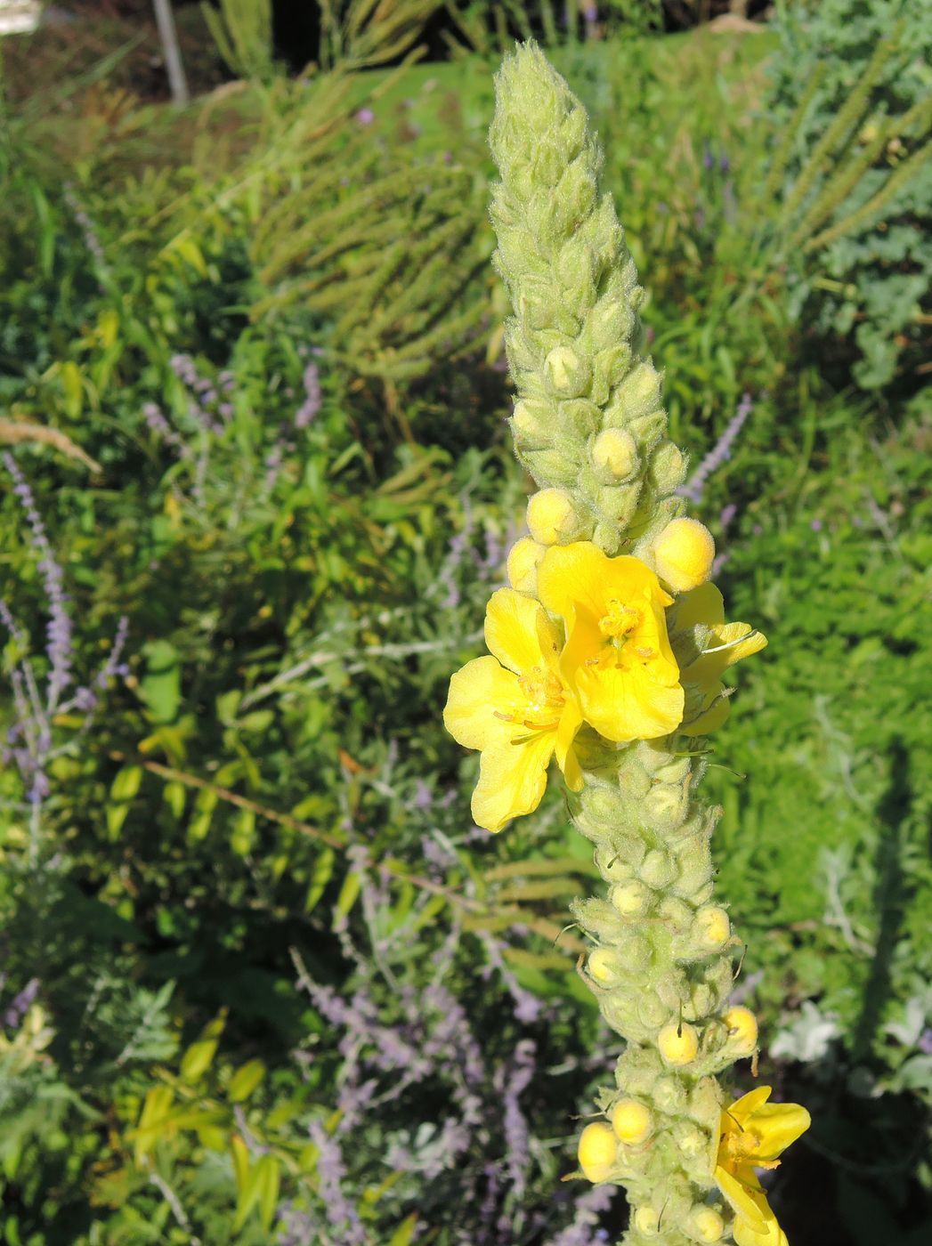 Image of Verbascum thapsus specimen.