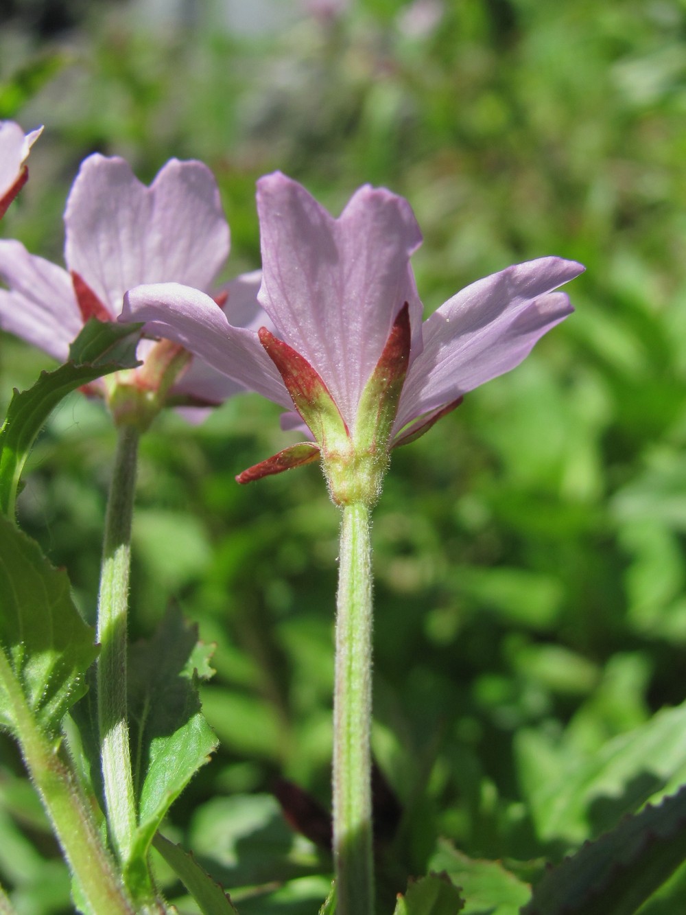 Image of Epilobium smyrneum specimen.