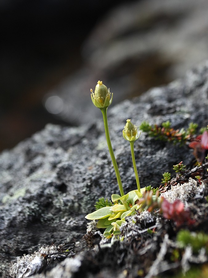 Изображение особи Parnassia palustris.