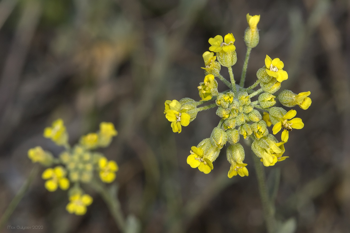 Image of genus Odontarrhena specimen.