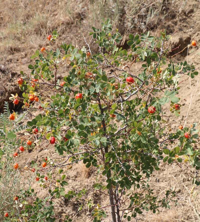 Image of Rosa rapinii specimen.