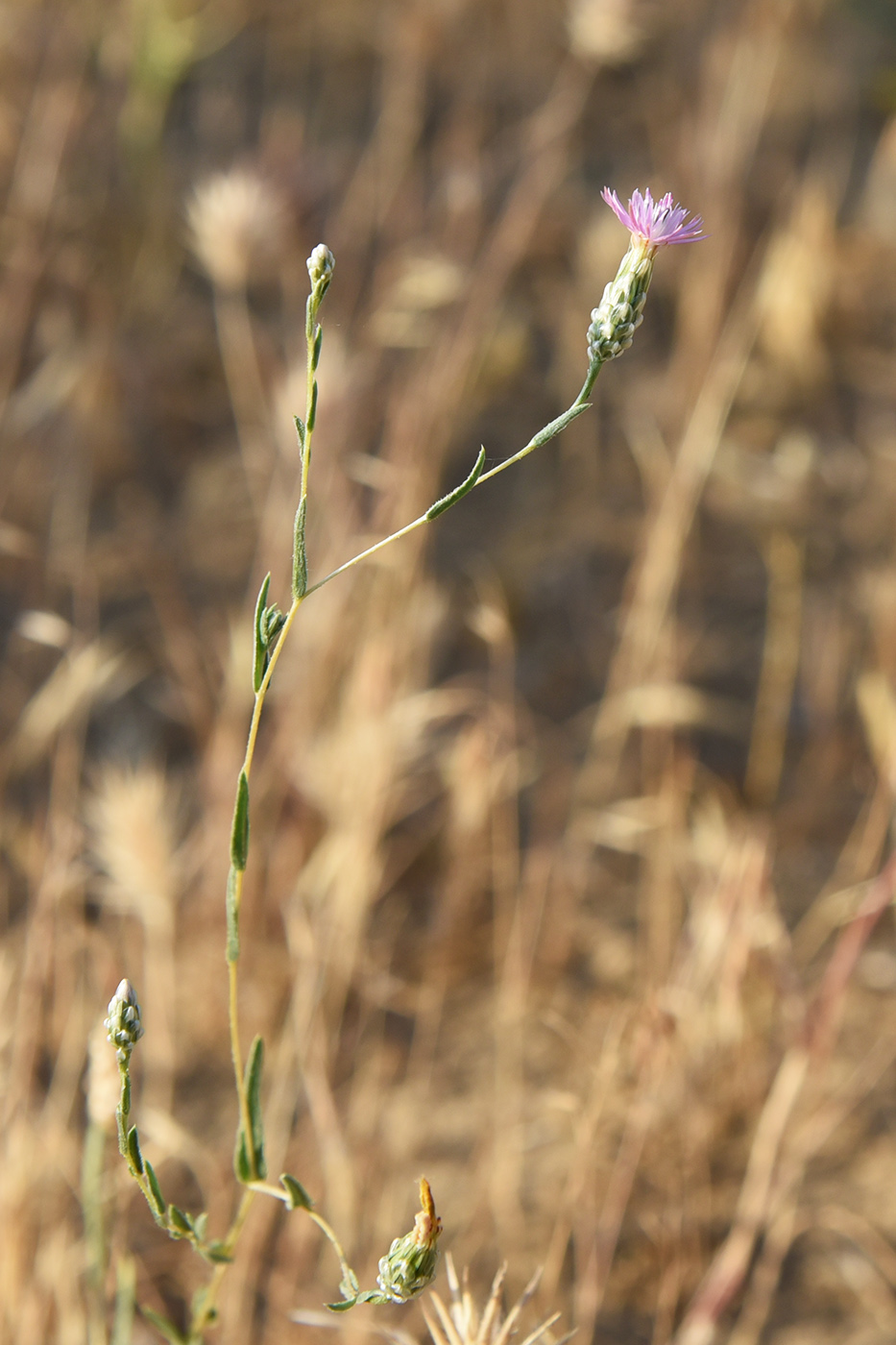 Image of Hyalea pulchella specimen.