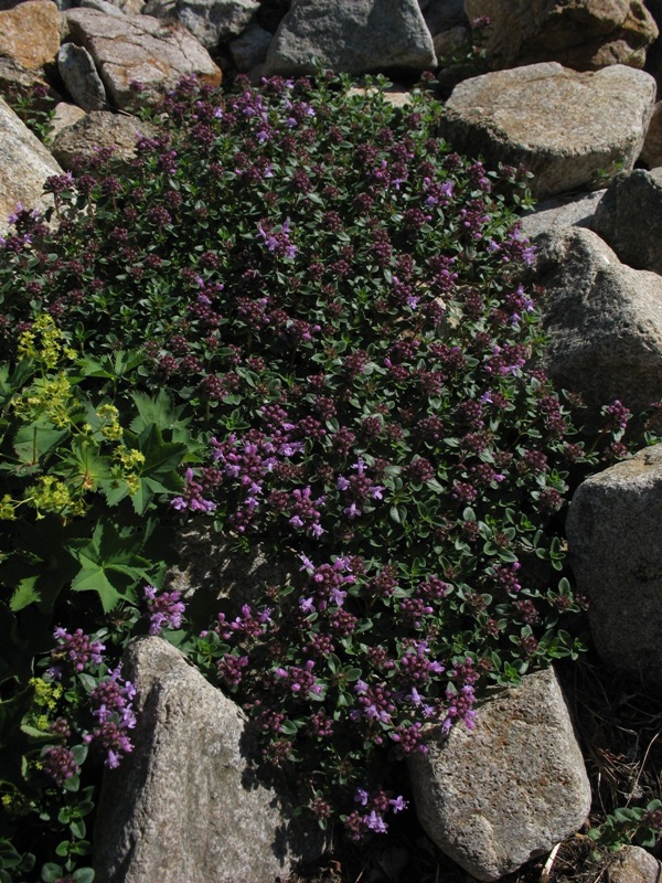 Image of Thymus caucasicus specimen.