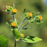 Sigesbeckia pubescens