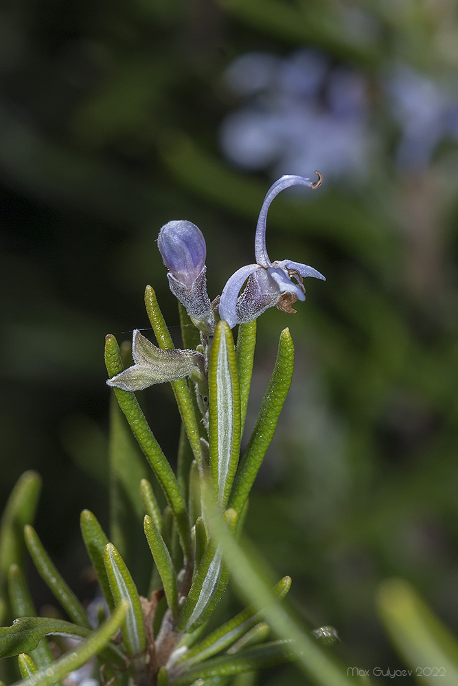 Image of Rosmarinus officinalis specimen.