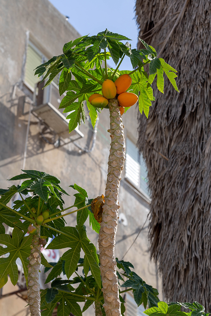 Image of Carica papaya specimen.