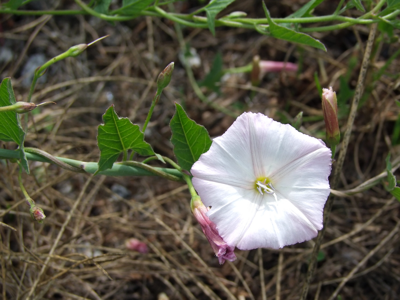 Изображение особи Convolvulus arvensis.